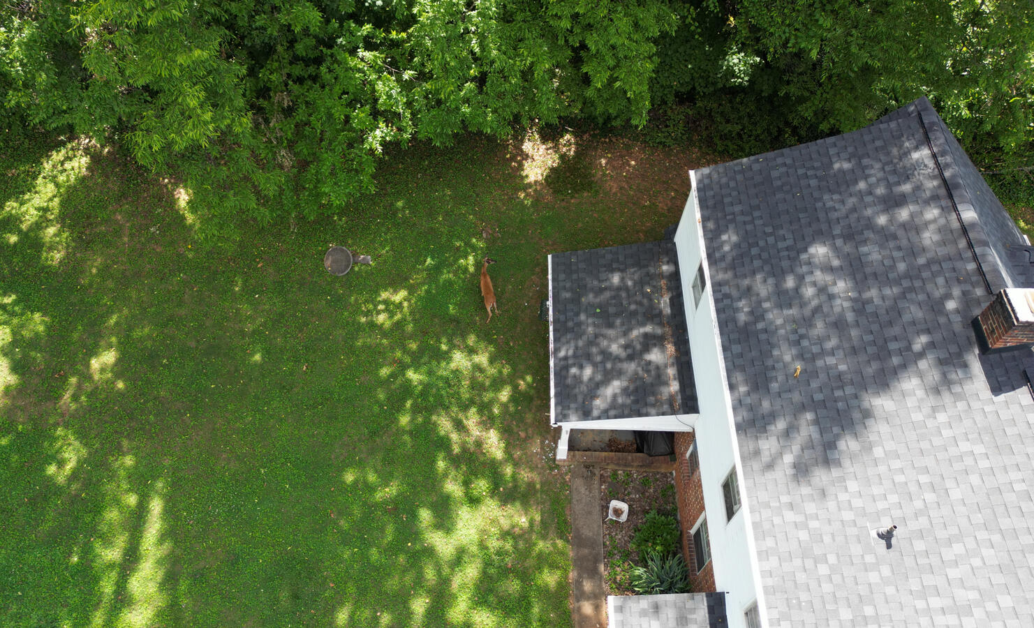 Deer was grazing on the other side of the house during the inspection. Deer was grazing on the other side of the house during the inspection.